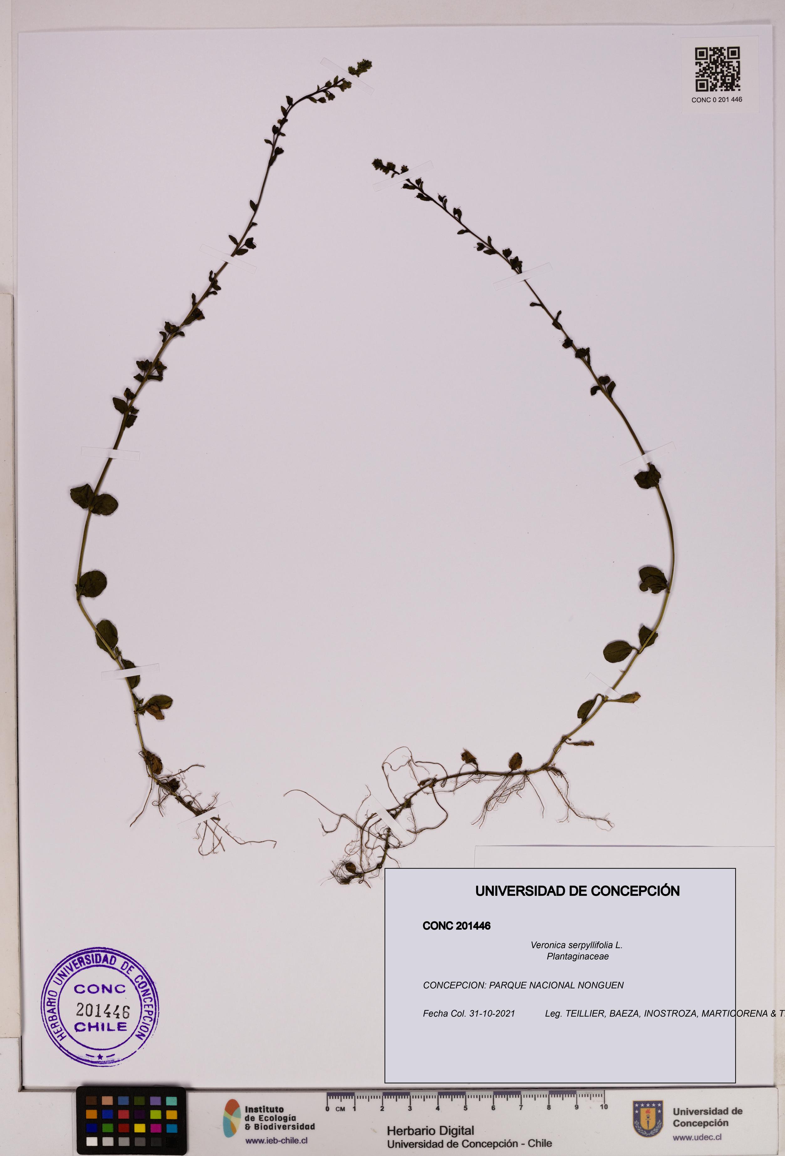 Veronica serpyllifolia [Espécimen: UDEC:CONC:0201446]