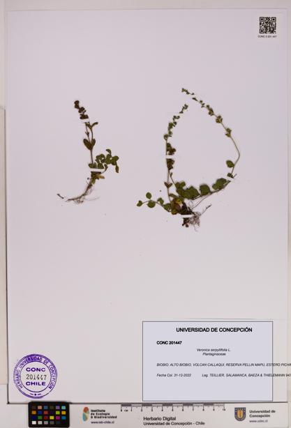 Veronica serpyllifolia [Espécimen: UDEC:CONC:0201447]