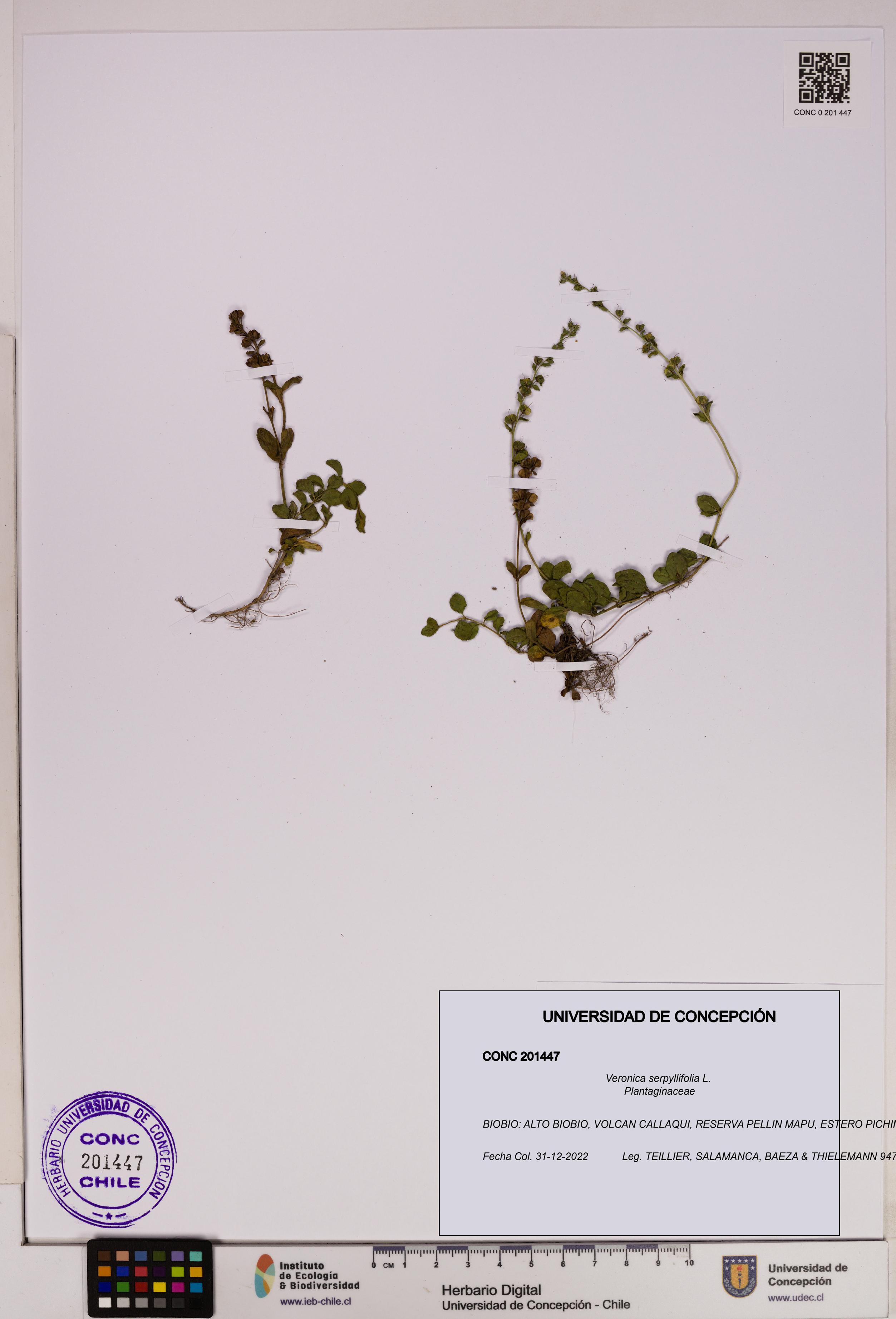 Veronica serpyllifolia [Espécimen: UDEC:CONC:0201447]