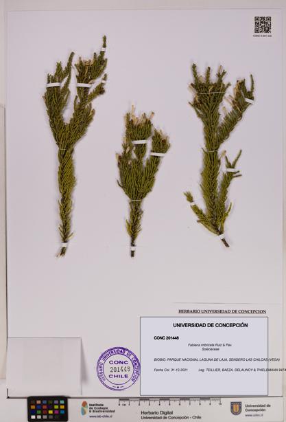 Fabiana imbricata [Espécimen: UDEC:CONC:0201448]