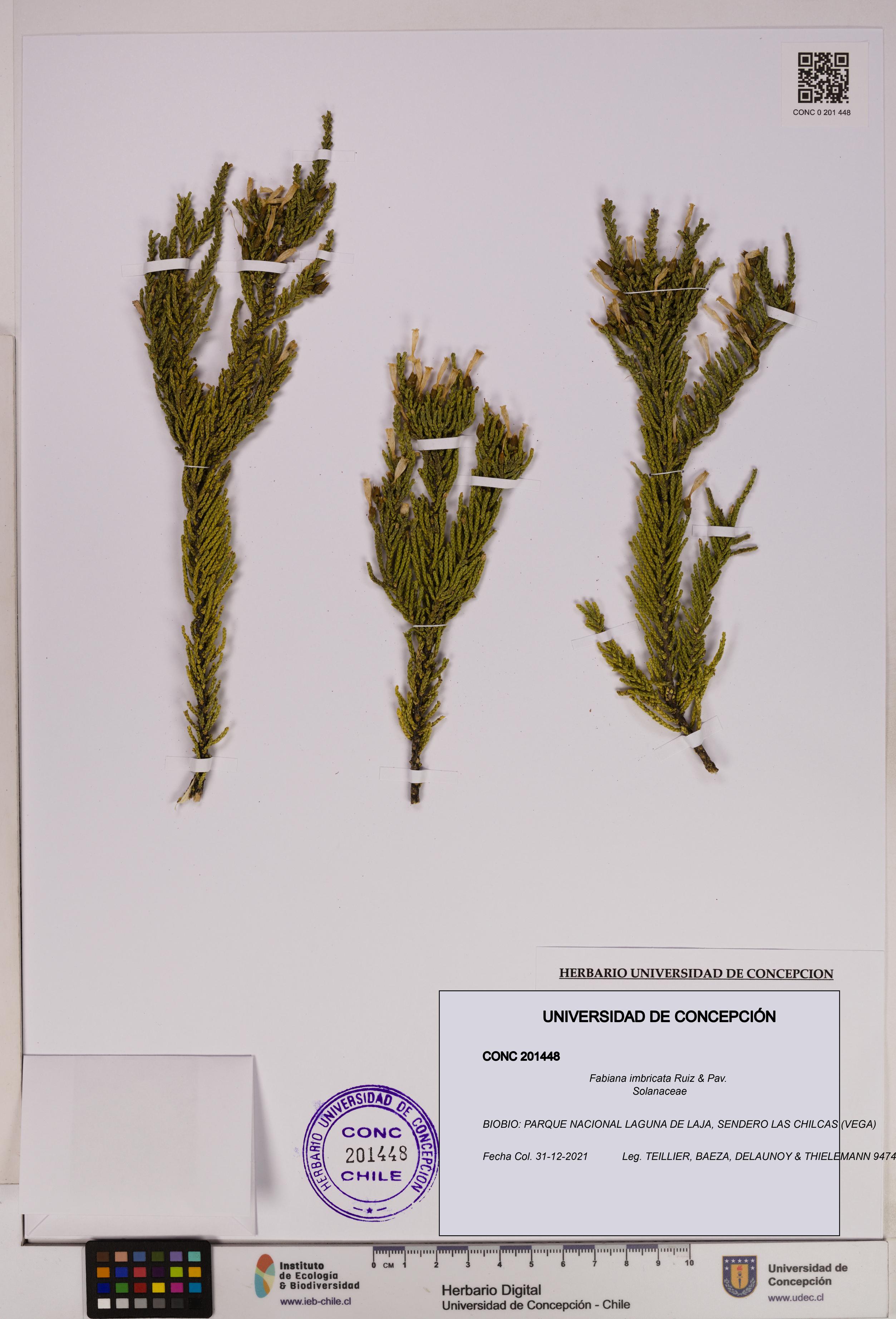 Fabiana imbricata [Espécimen: UDEC:CONC:0201448]