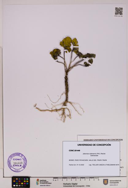 Jaborosa volkmannii [Espécimen: UDEC:CONC:0201449]