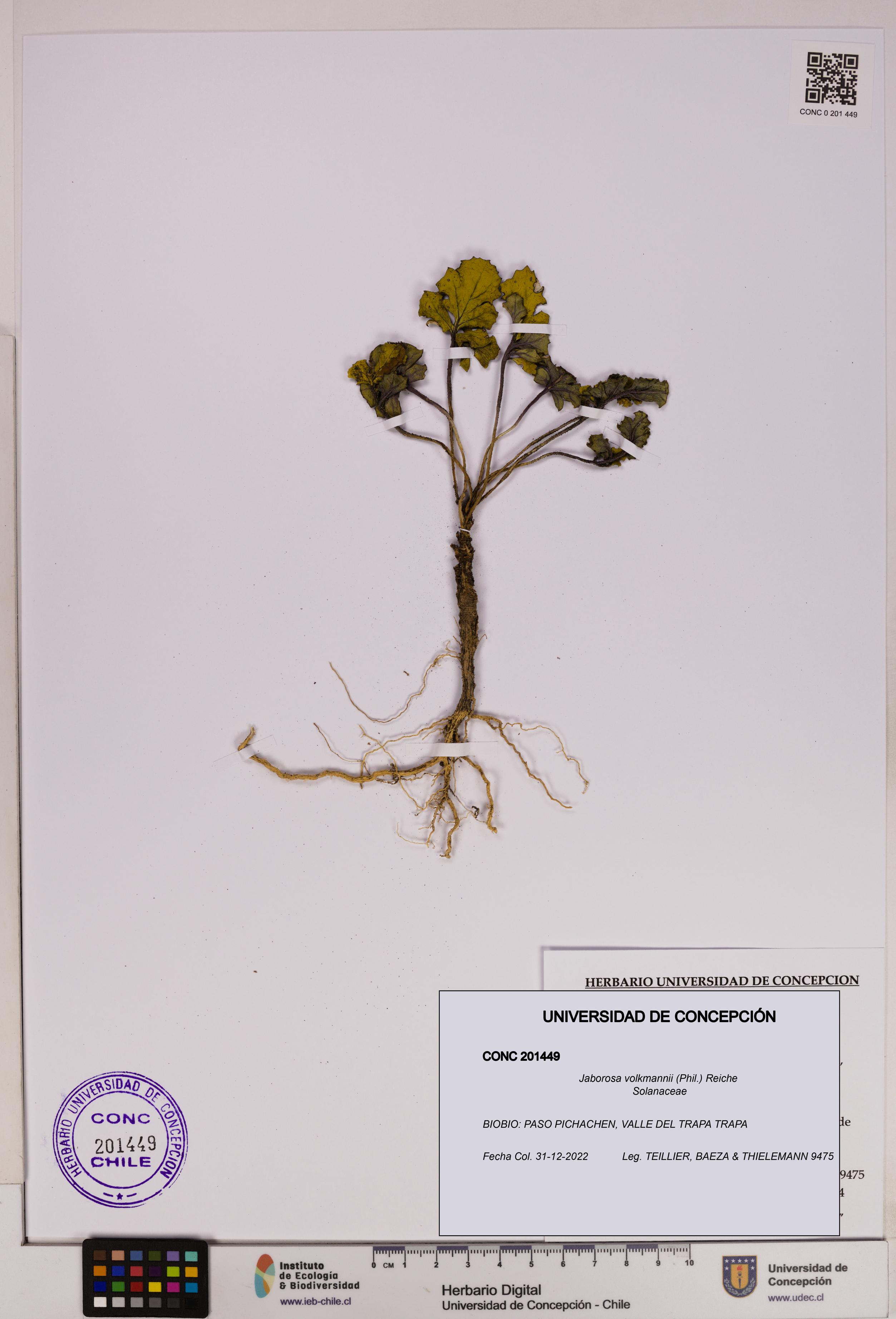 Jaborosa volkmannii [Espécimen: UDEC:CONC:0201449]
