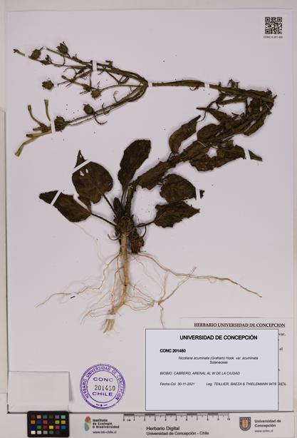 Nicotiana acuminata [Espécimen: UDEC:CONC:0201450]
