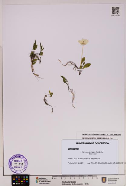 Nierembergia repens [Espécimen: UDEC:CONC:0201451]