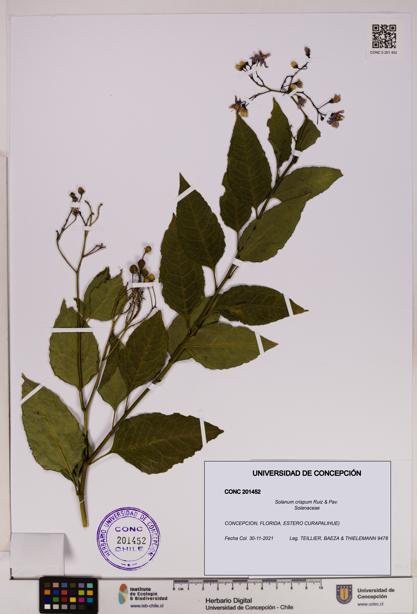 Solanum crispum [Espécimen: UDEC:CONC:0201452]