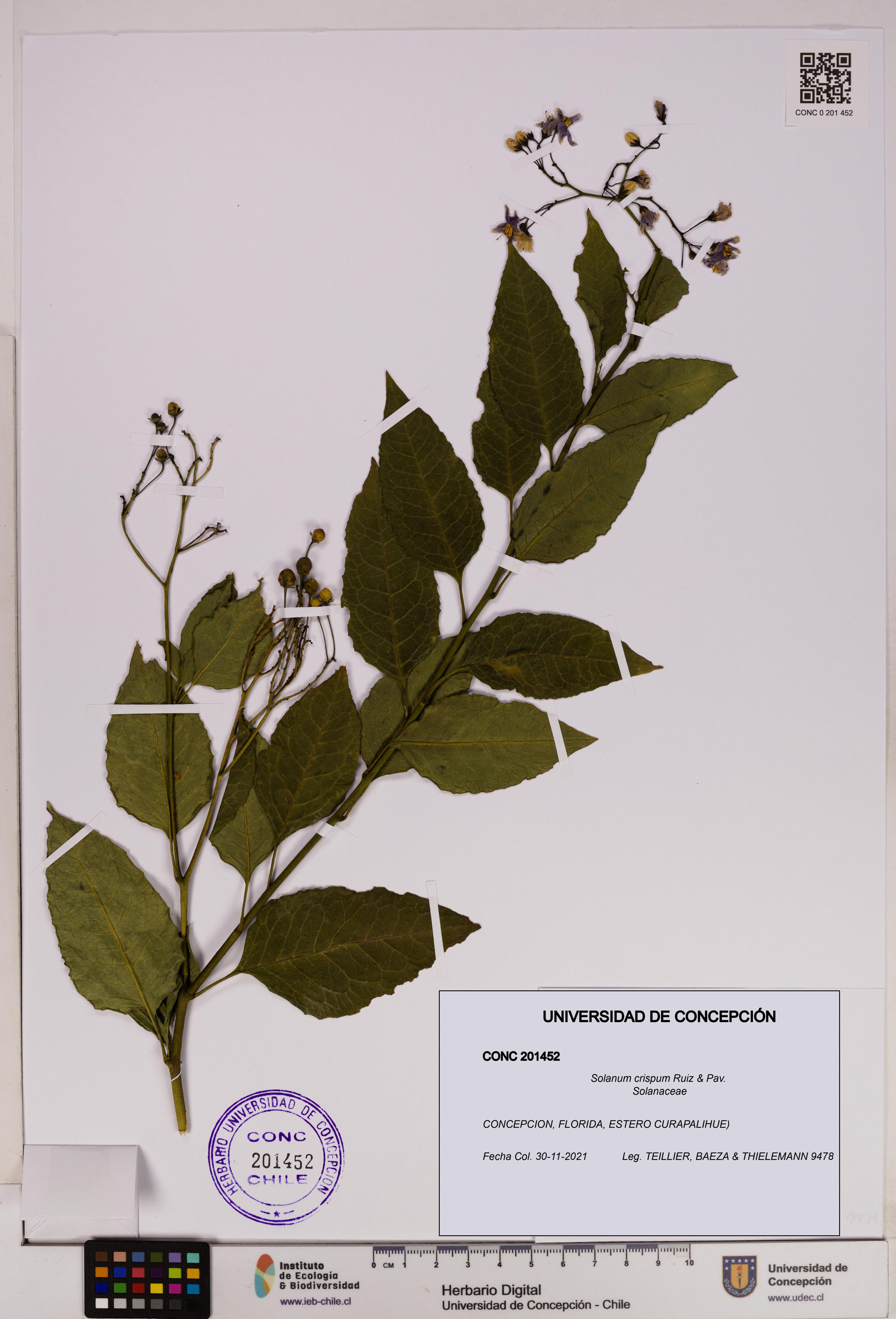 Solanum crispum [Espécimen: UDEC:CONC:0201452]