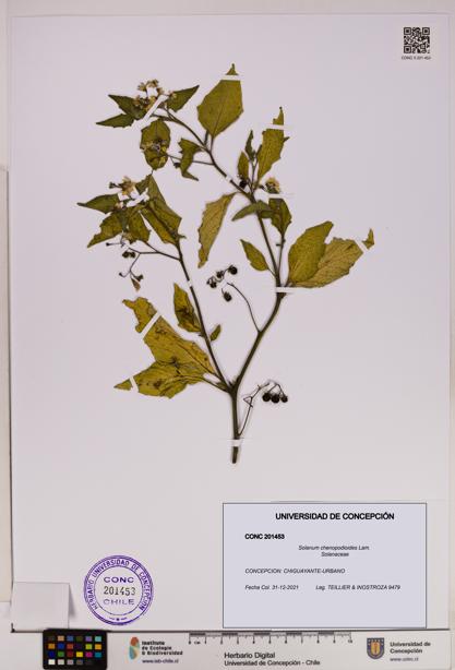 Solanum chenopodioides [Espécimen: UDEC:CONC:0201453]