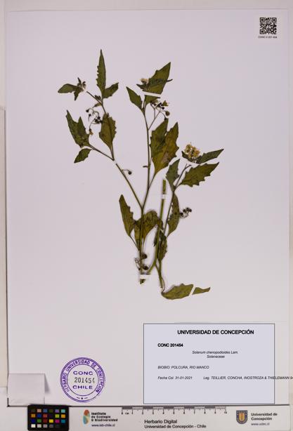Solanum chenopodioides [Espécimen: UDEC:CONC:0201454]