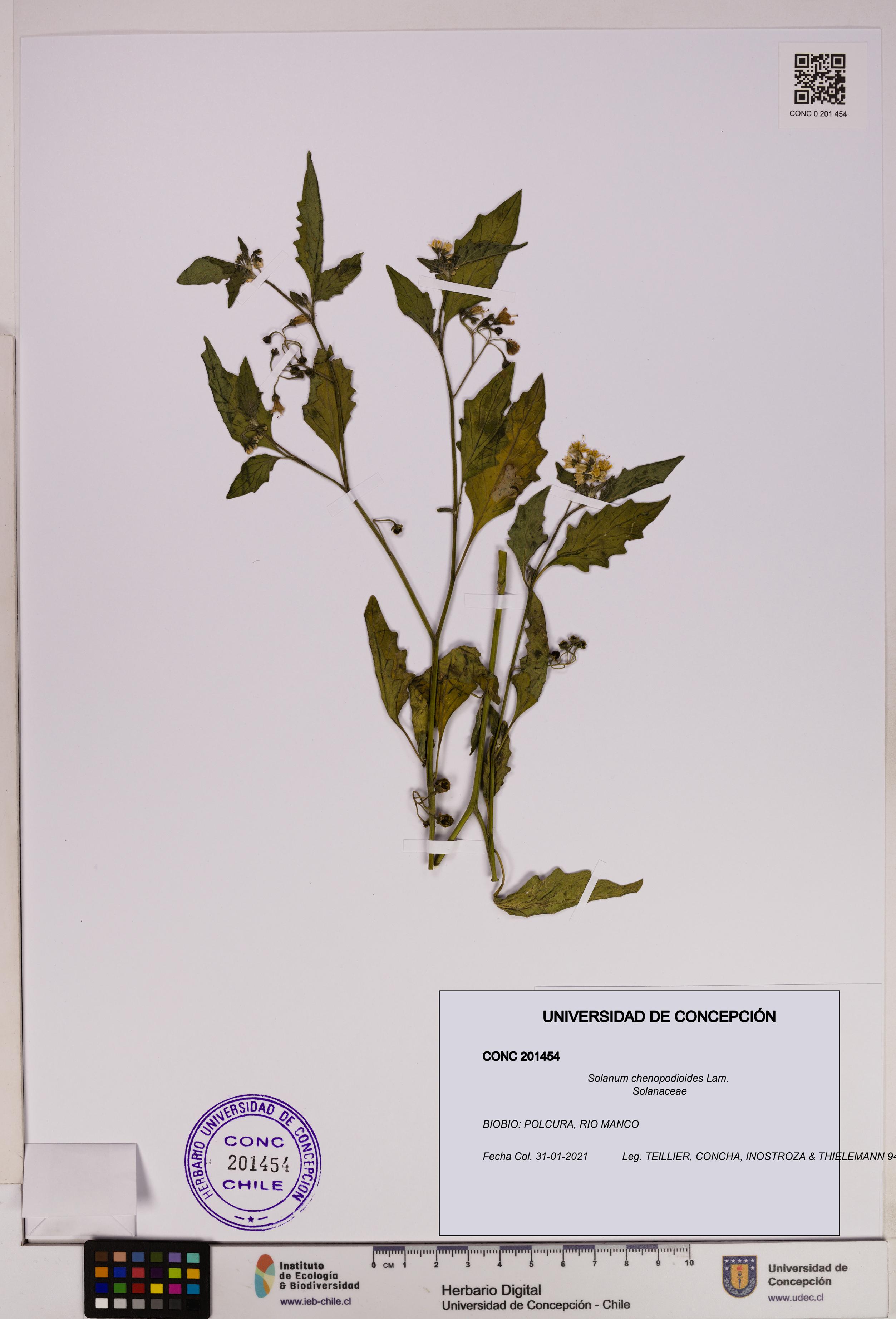 Solanum chenopodioides [Espécimen: UDEC:CONC:0201454]