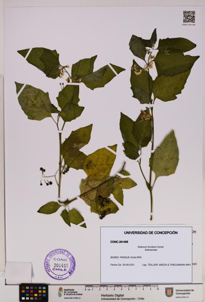 Solanum furcatum [Espécimen: UDEC:CONC:0201455]