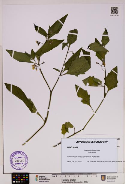 Solanum furcatum [Espécimen: UDEC:CONC:0201456]