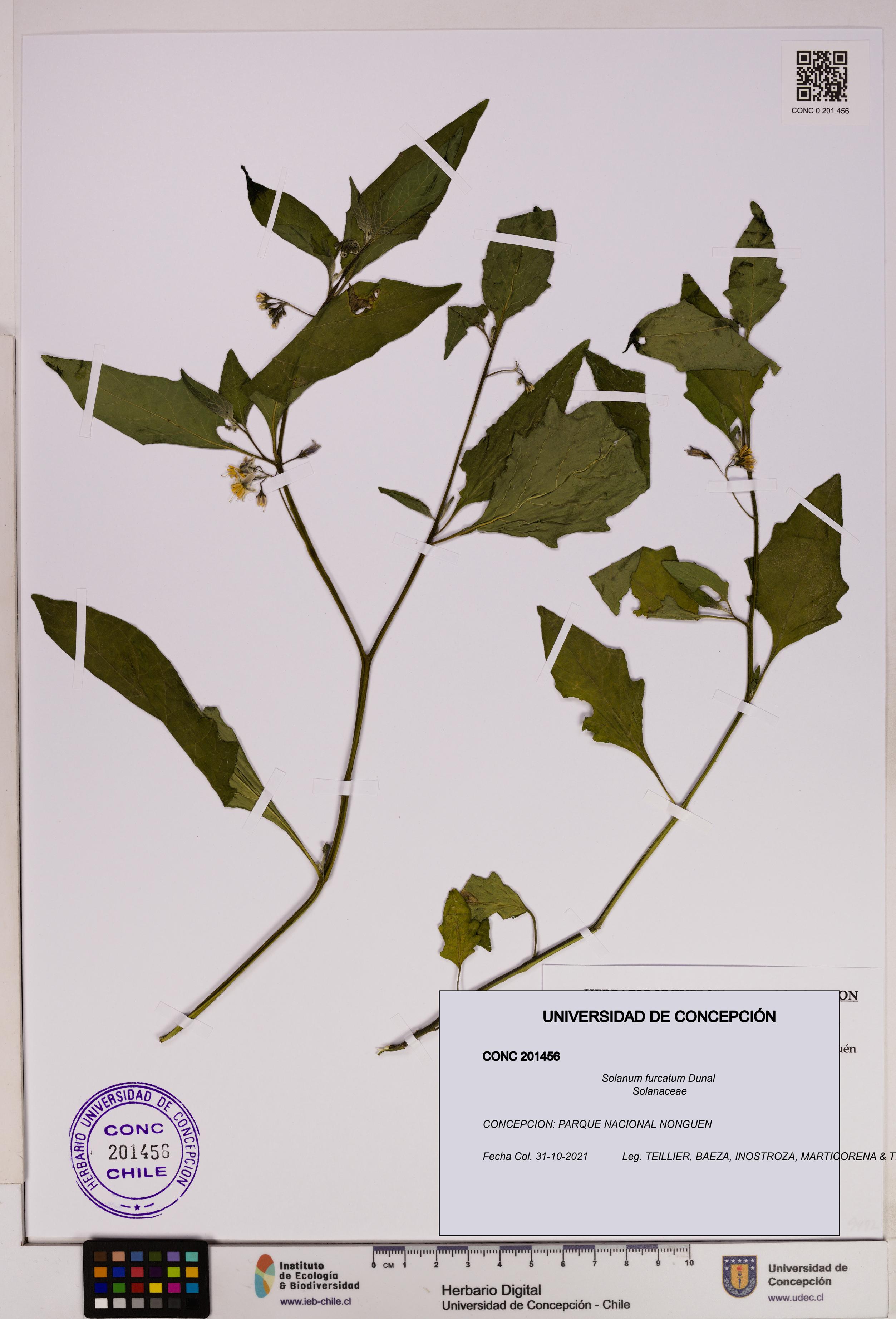 Solanum furcatum [Espécimen: UDEC:CONC:0201456]