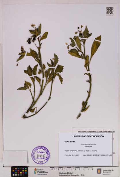 Solanum furcatum [Espécimen: UDEC:CONC:0201457]