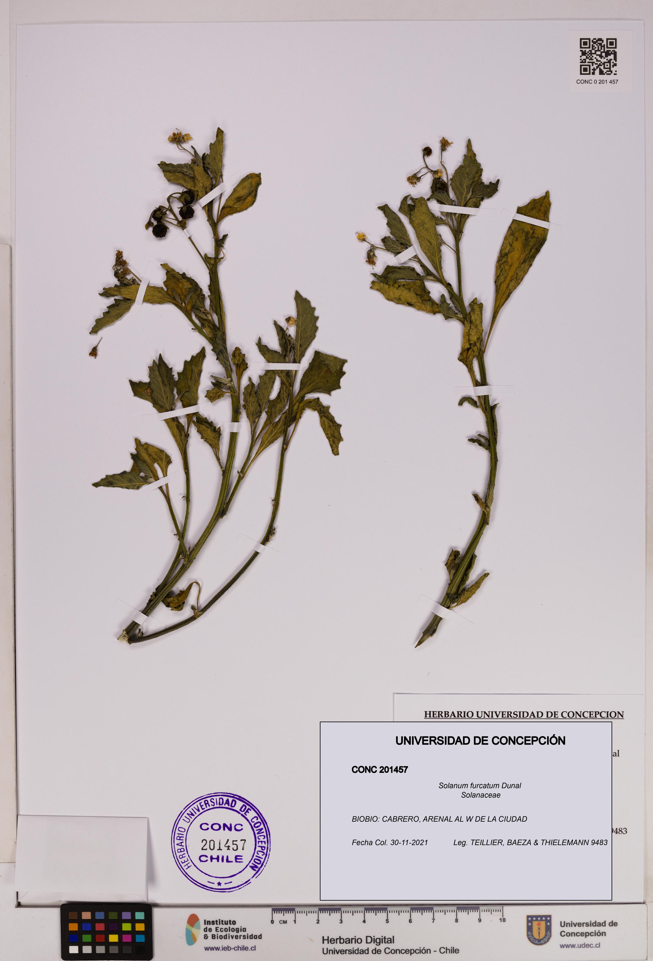 Solanum furcatum [Espécimen: UDEC:CONC:0201457]