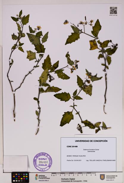 Solanum furcatum [Espécimen: UDEC:CONC:0201458]