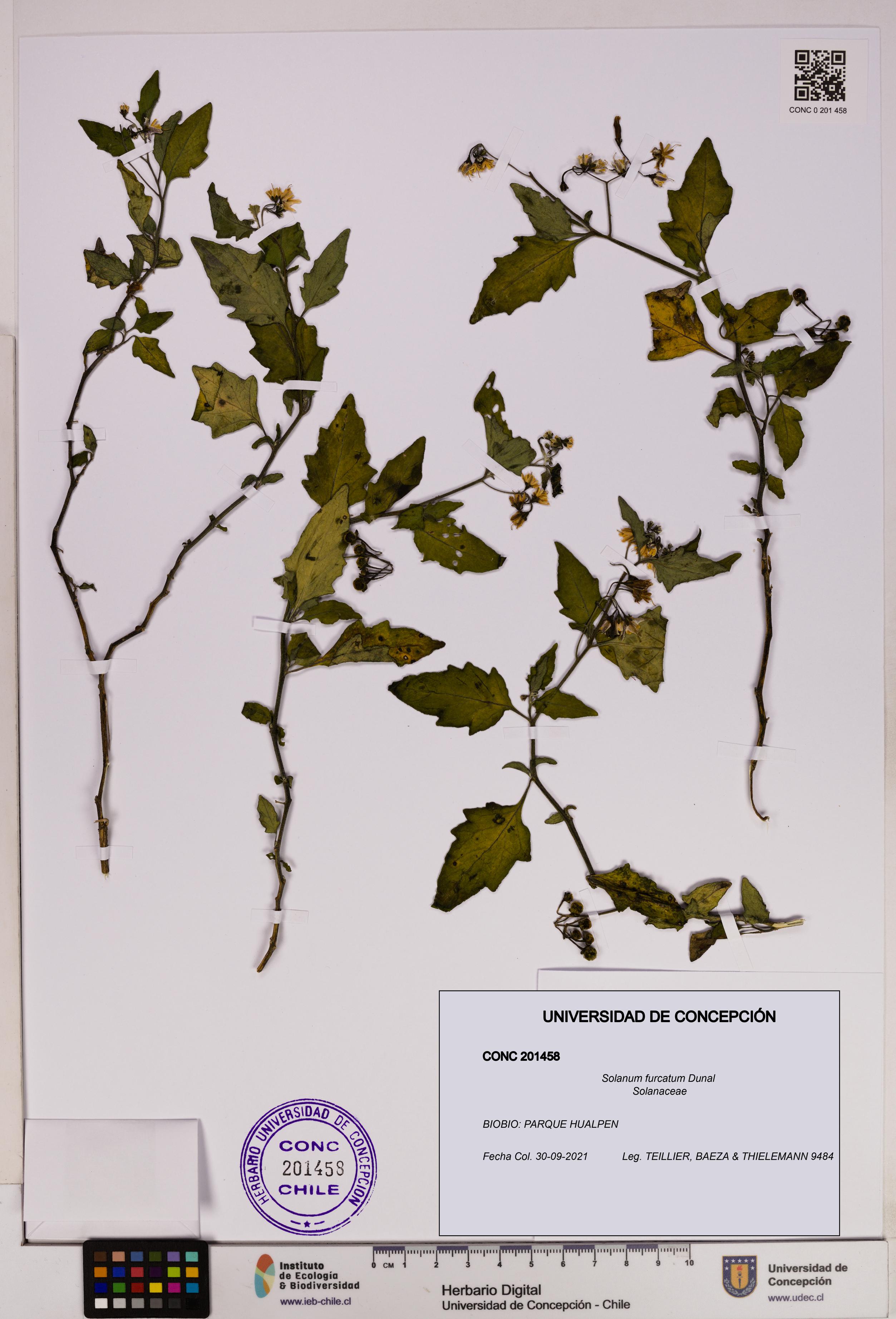 Solanum furcatum [Espécimen: UDEC:CONC:0201458]