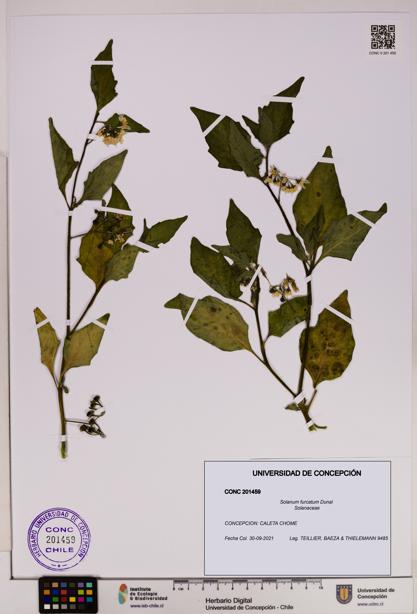 Solanum furcatum [Espécimen: UDEC:CONC:0201459]