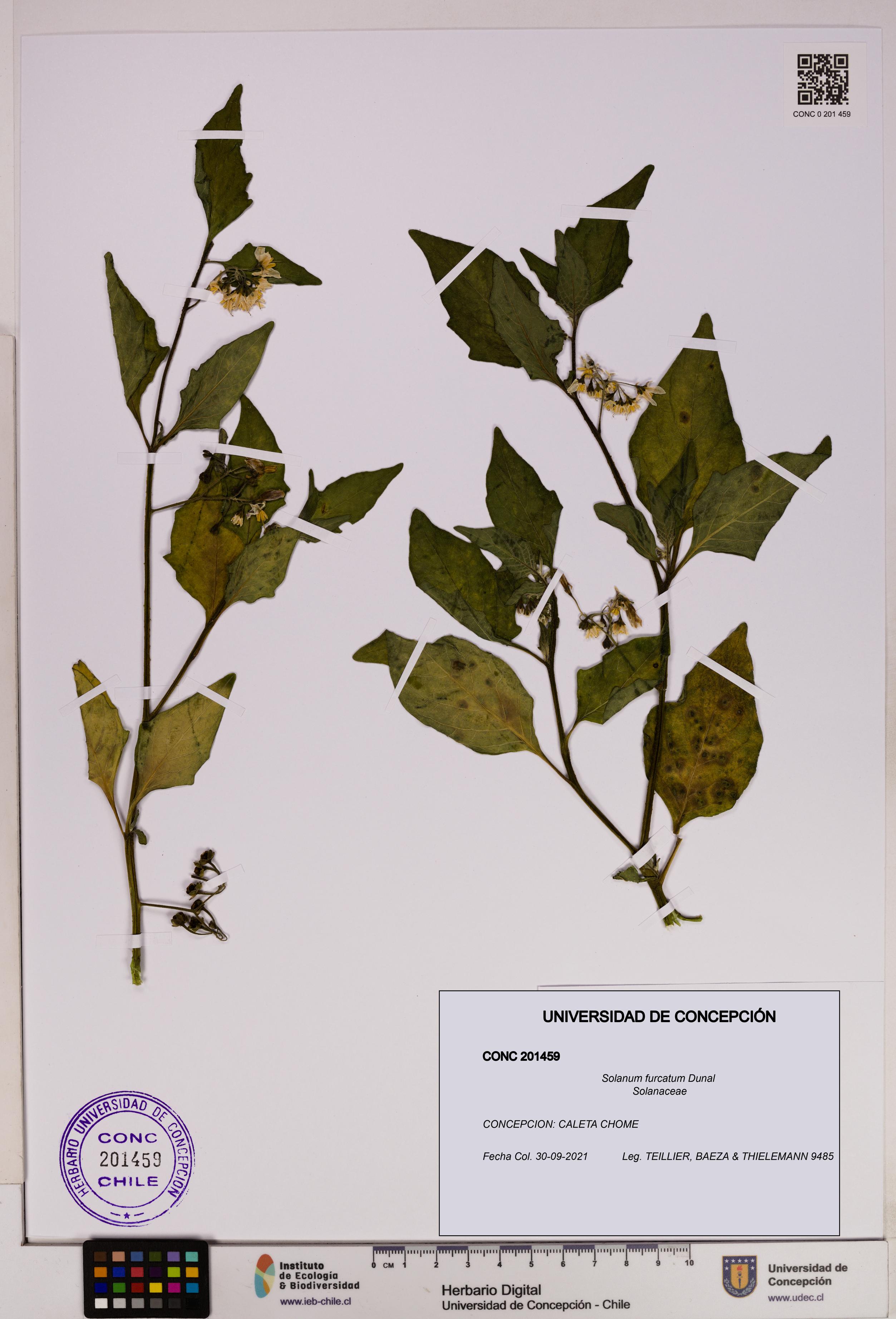 Solanum furcatum [Espécimen: UDEC:CONC:0201459]