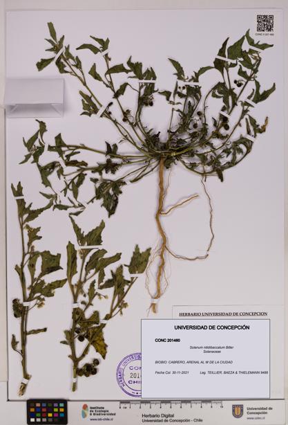 Solanum nitidibaccatum [Espécimen: UDEC:CONC:0201460]