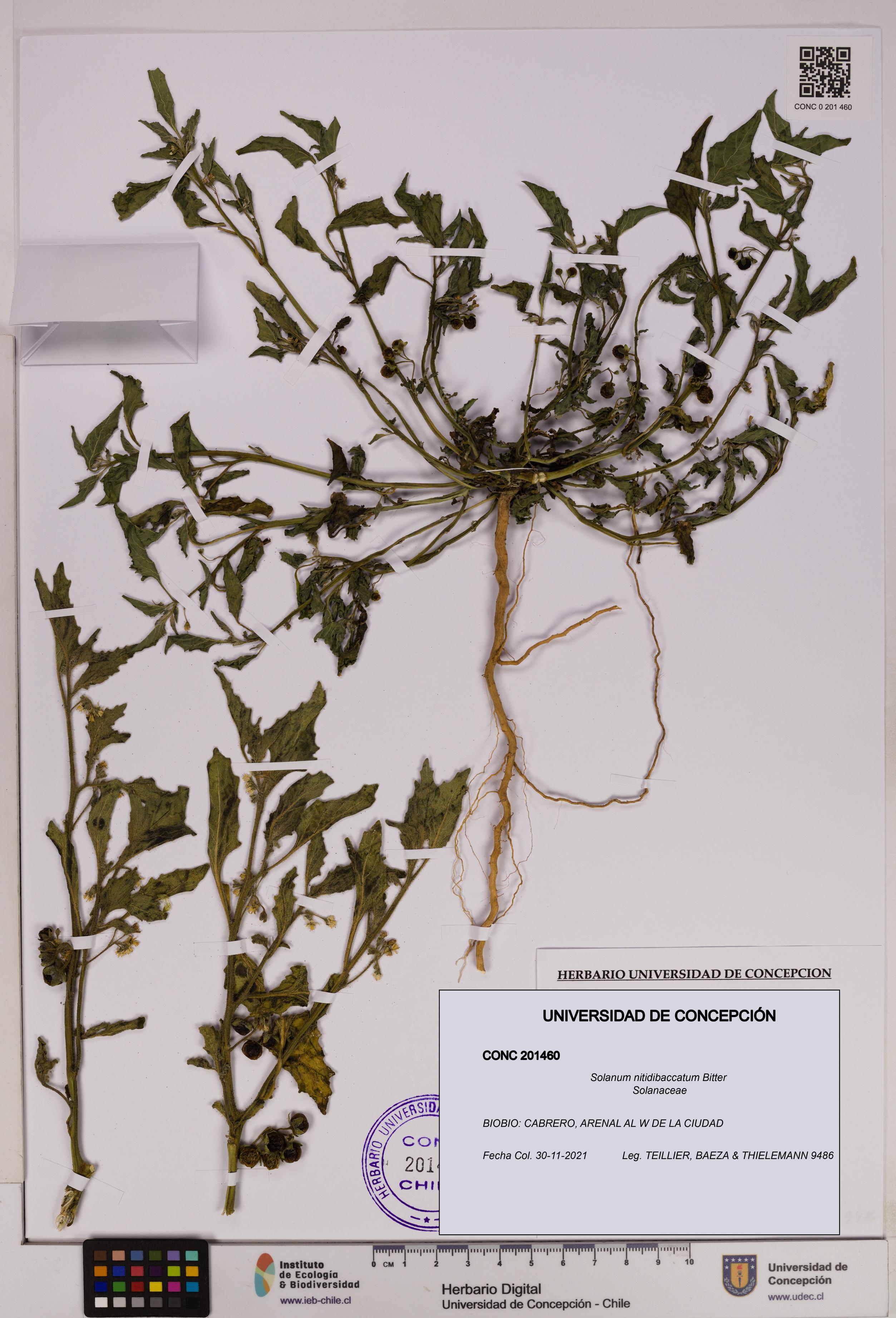 Solanum nitidibaccatum [Espécimen: UDEC:CONC:0201460]