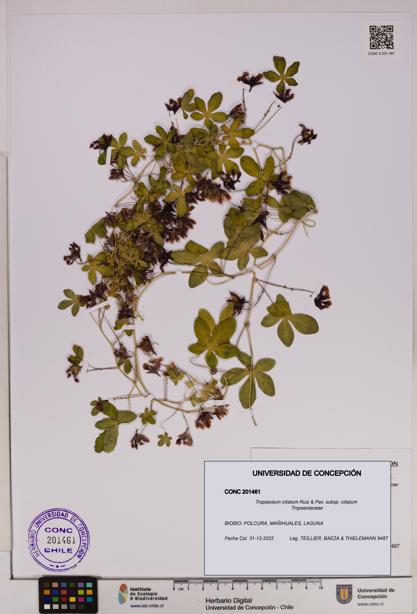 Tropaeolum ciliatum subsp. ciliatum [Espécimen: UDEC:CONC:0201461]