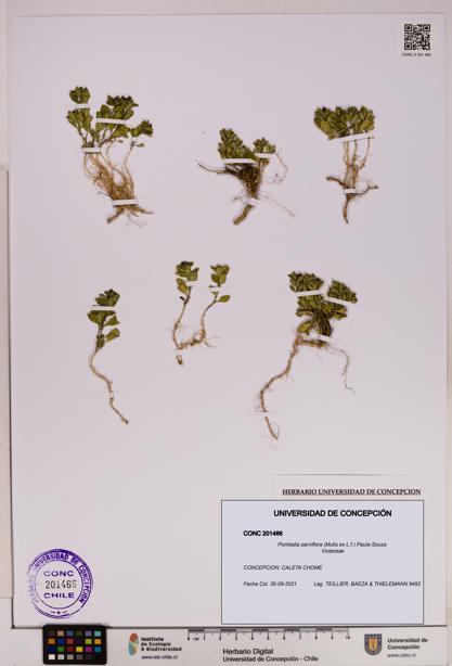 Pombalia parviflora [Espécimen: UDEC:CONC:0201466]