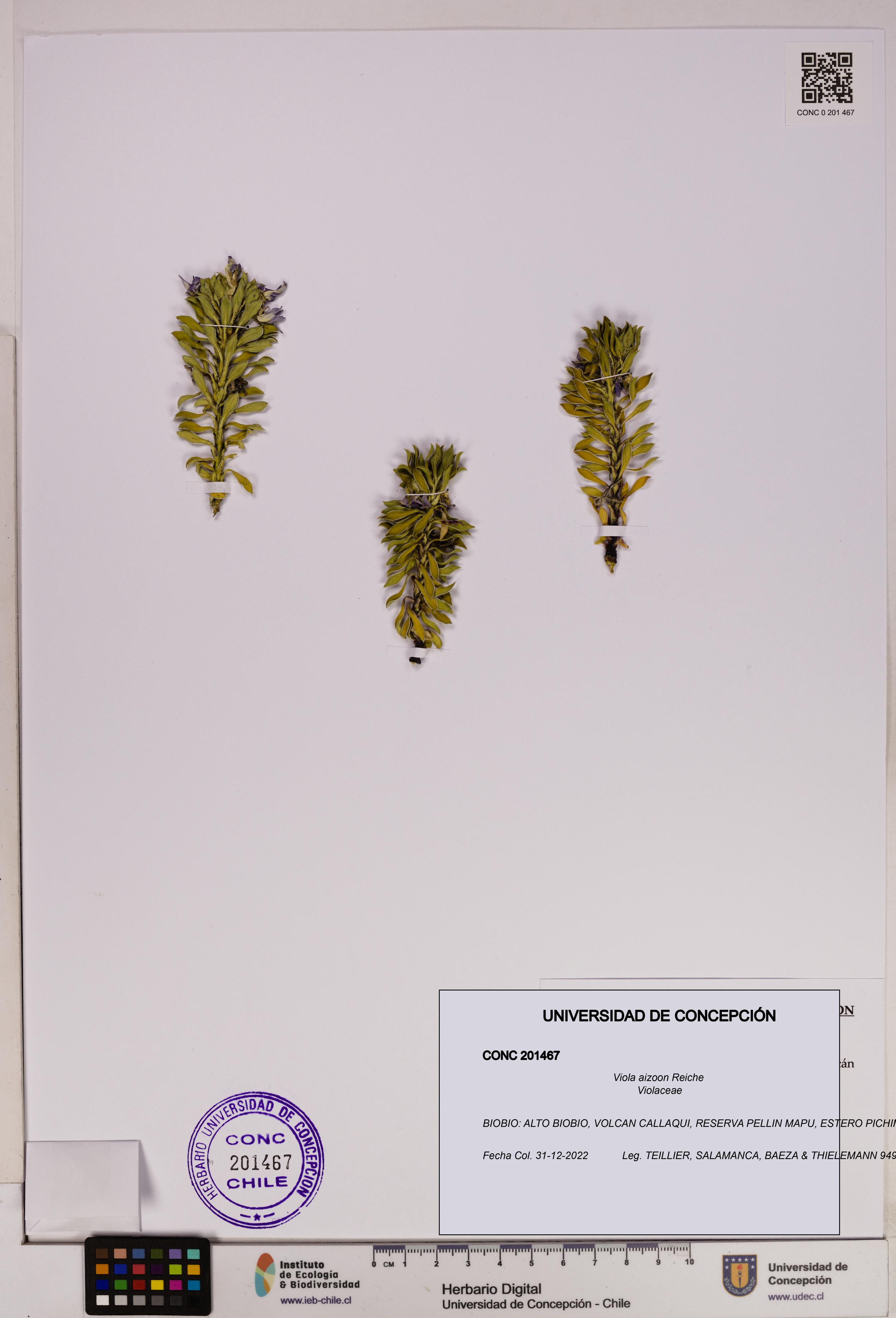 Viola aizoon [Espécimen: UDEC:CONC:0201467]
