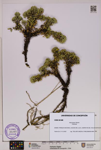 Viola aizoon [Espécimen: UDEC:CONC:0201468]