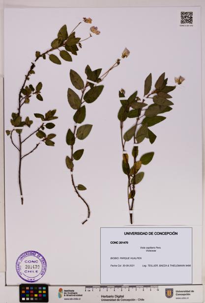 Viola capillaris [Espécimen: UDEC:CONC:0201470]