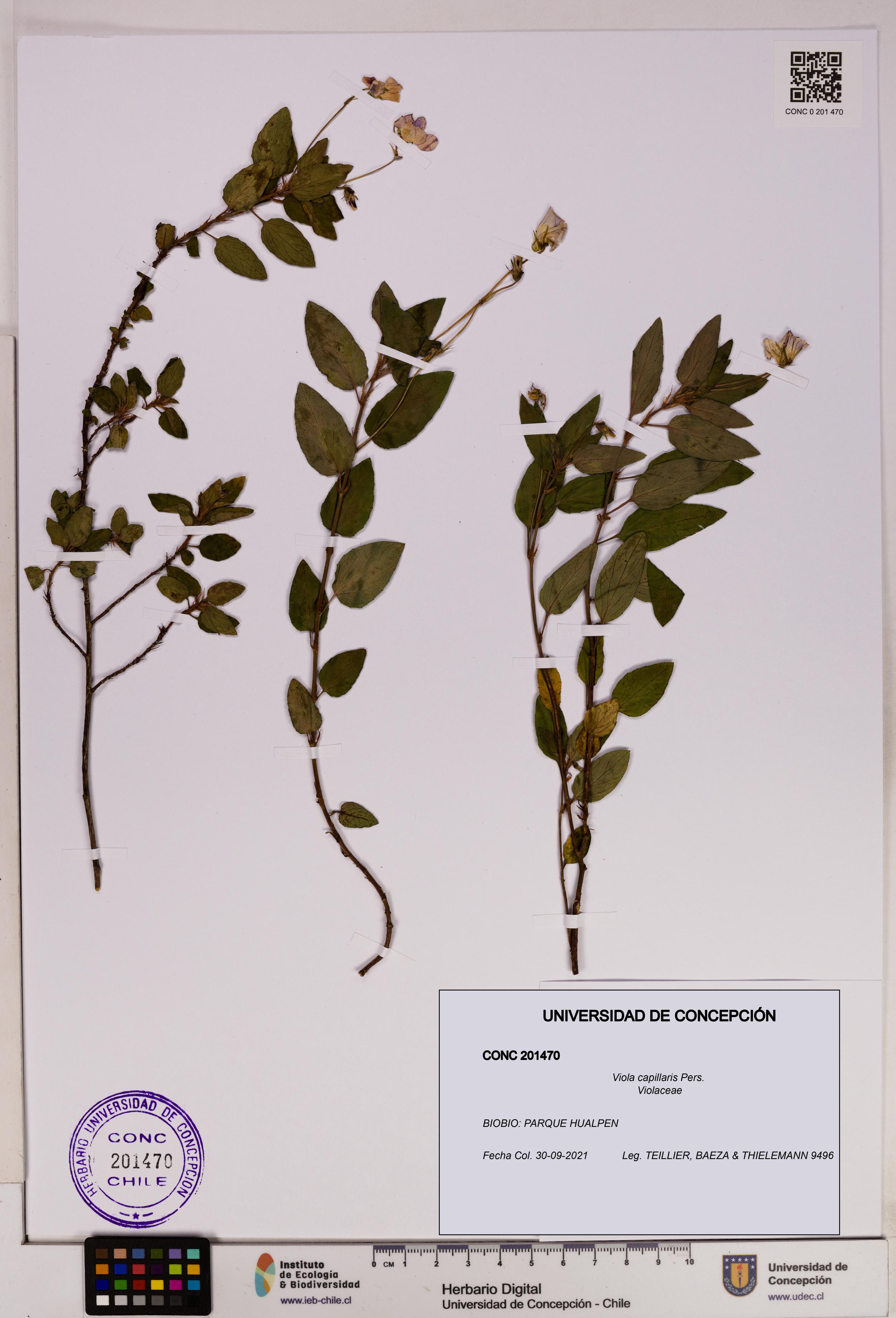 Viola capillaris [Espécimen: UDEC:CONC:0201470]