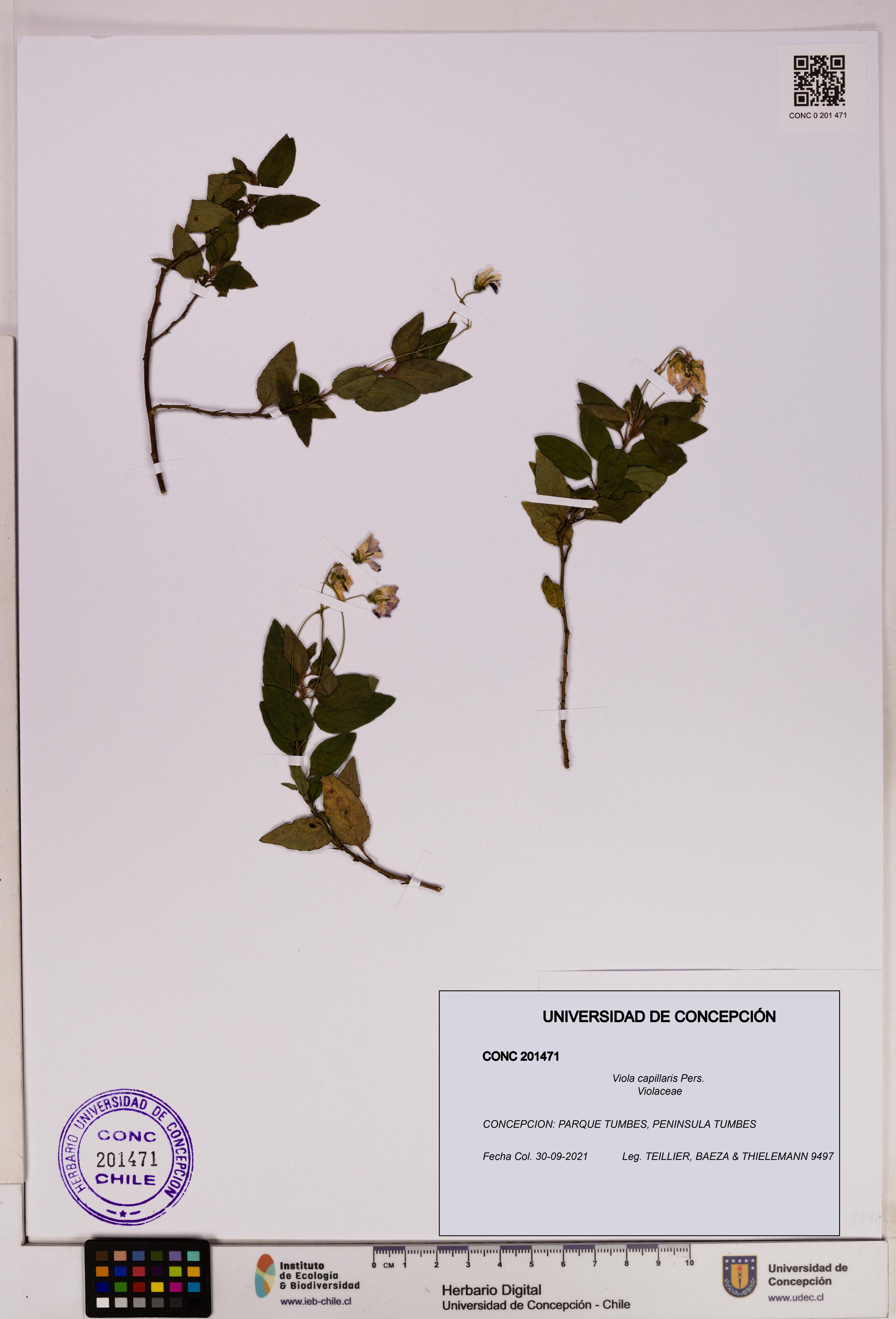 Viola capillaris [Espécimen: UDEC:CONC:0201471]