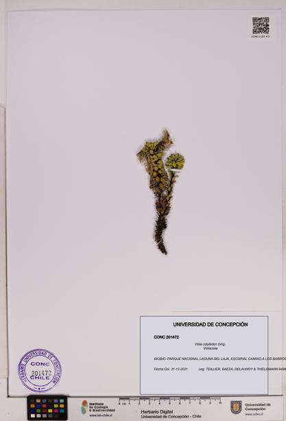 Viola cotyledon [Espécimen: UDEC:CONC:0201472]