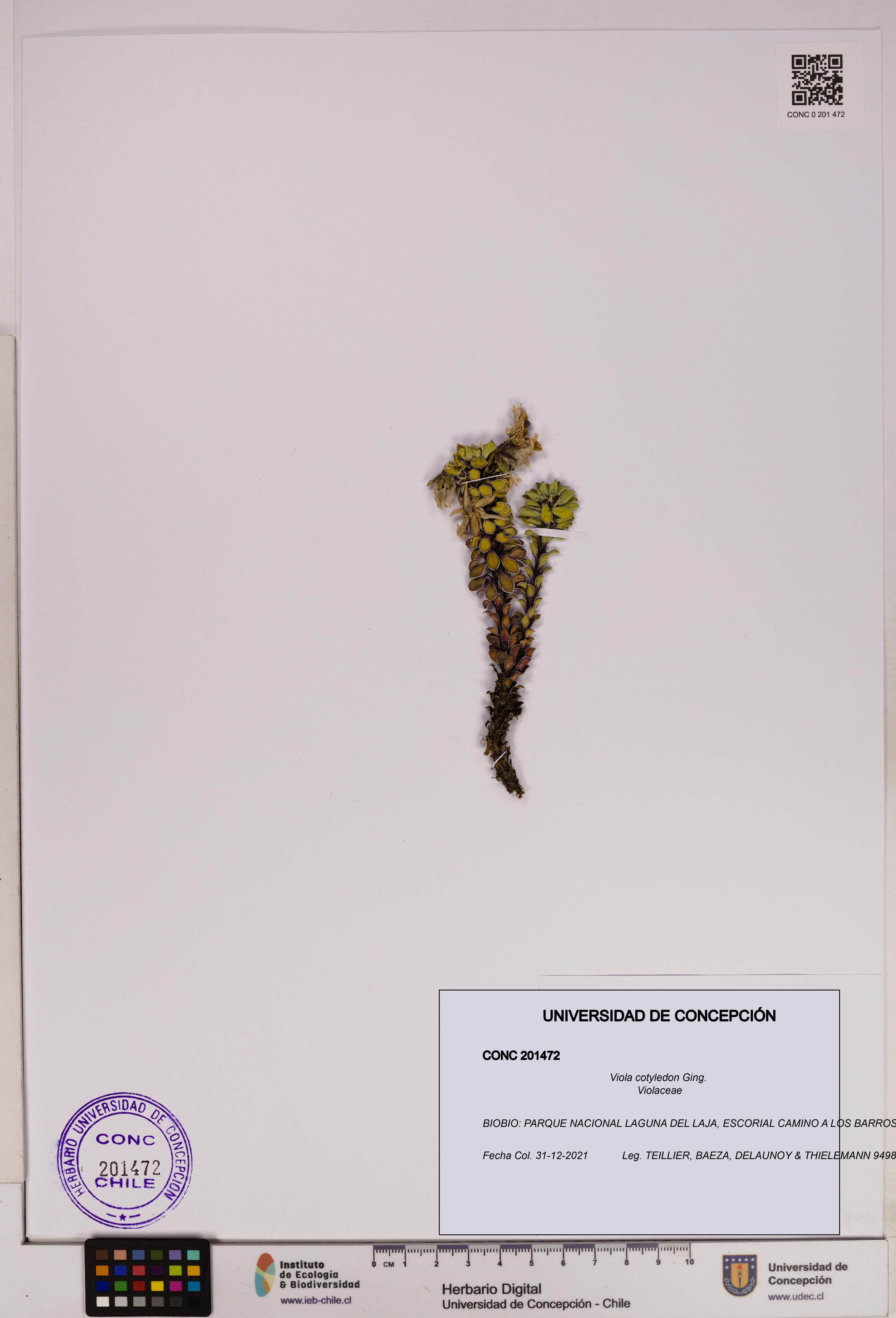 Viola cotyledon [Espécimen: UDEC:CONC:0201472]