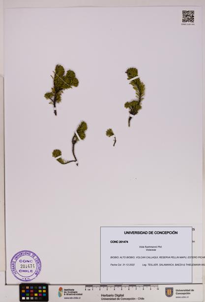 Viola fluehmannii [Espécimen: UDEC:CONC:0201474]