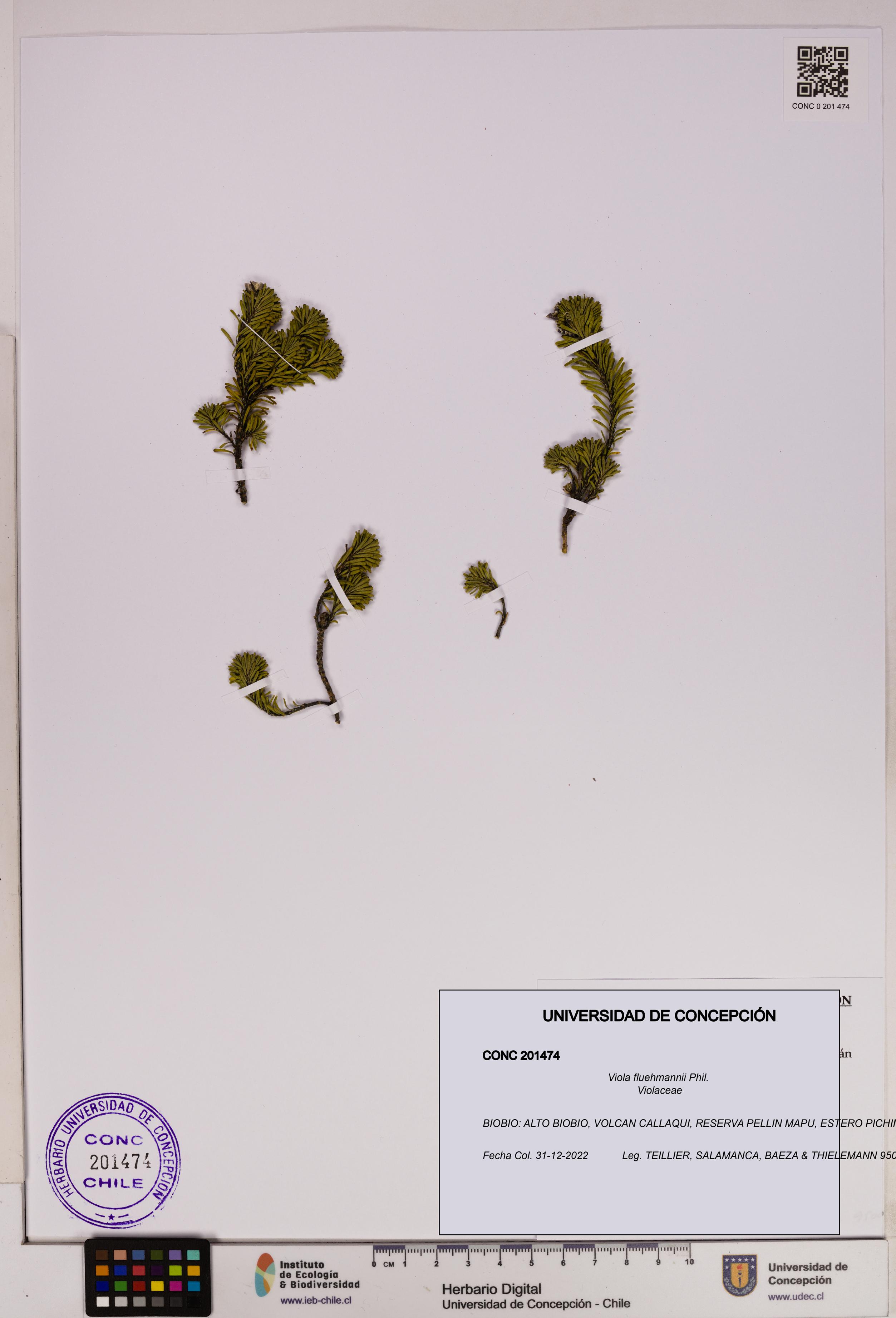 Viola fluehmannii [Espécimen: UDEC:CONC:0201474]