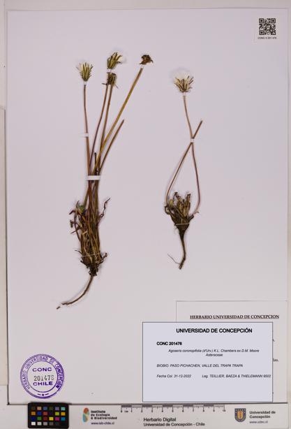 Agoseris coronopifolia [Espécimen: UDEC:CONC:0201476]
