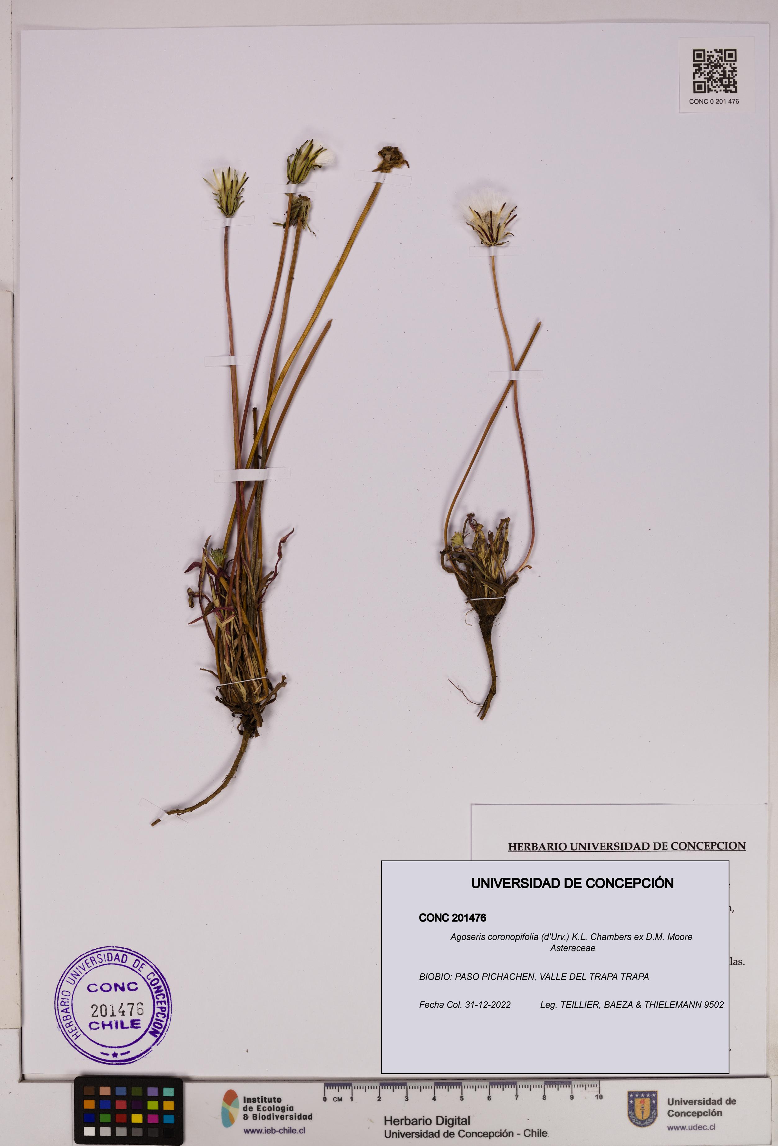 Agoseris coronopifolia [Espécimen: UDEC:CONC:0201476]