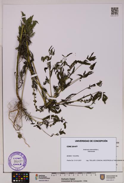 Ambrosia artemisiifolia [Espécimen: UDEC:CONC:0201477]