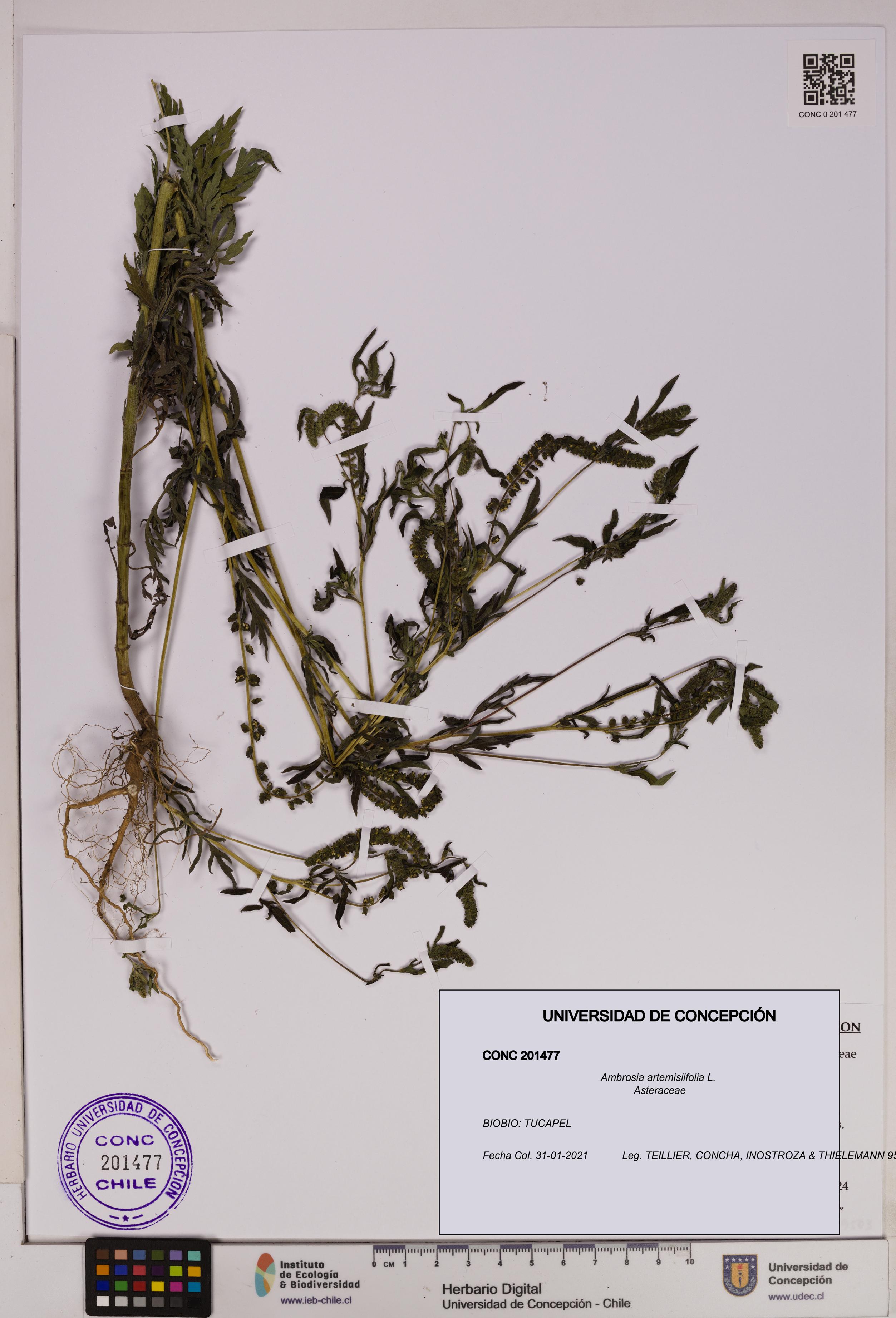 Ambrosia artemisiifolia [Espécimen: UDEC:CONC:0201477]