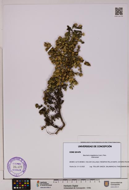 Baccharis magellanica [Espécimen: UDEC:CONC:0201479]