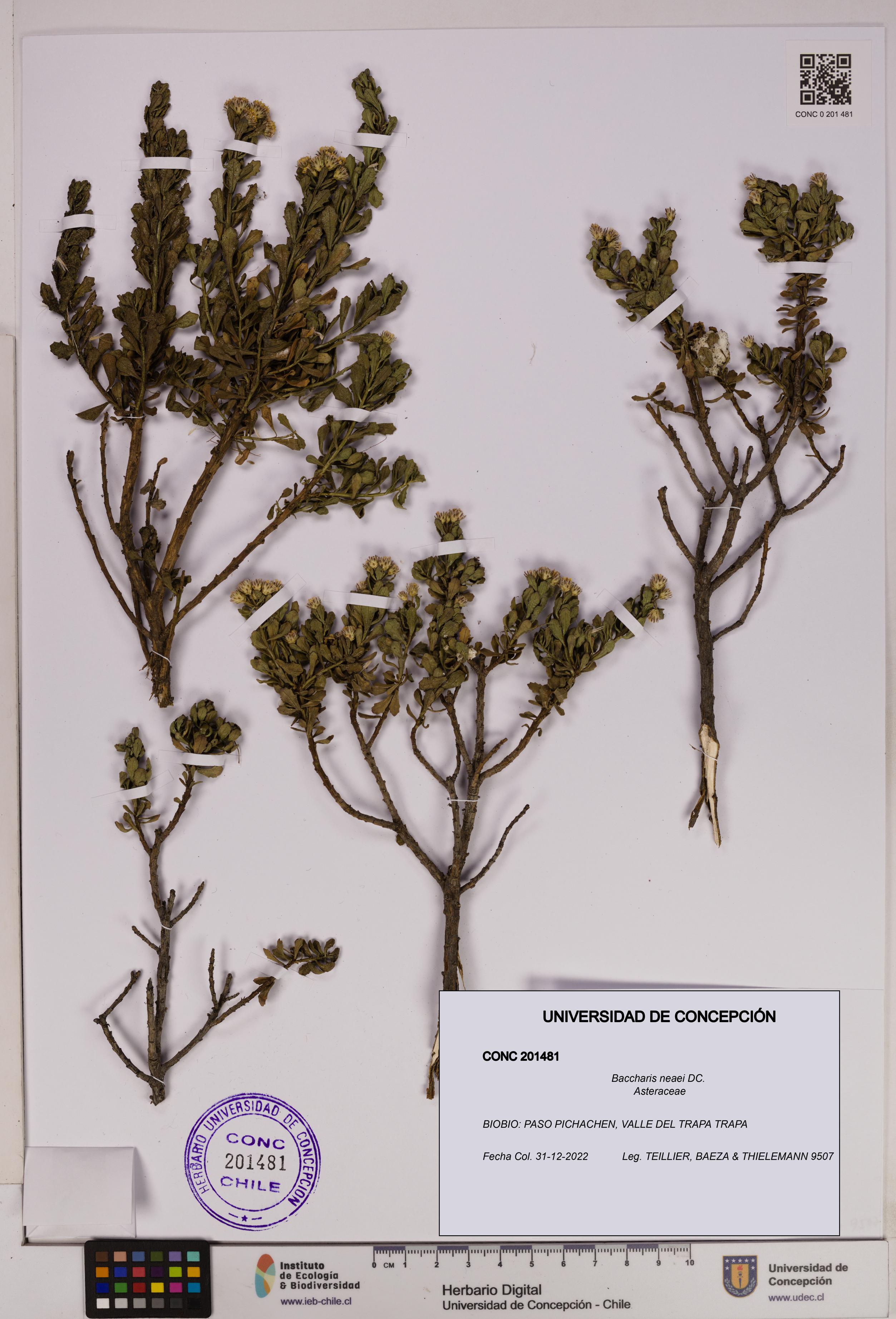 Baccharis neaei [Espécimen: UDEC:CONC:0201481]