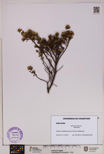Baccharis neaei [Espécimen: UDEC:CONC:0201482]
