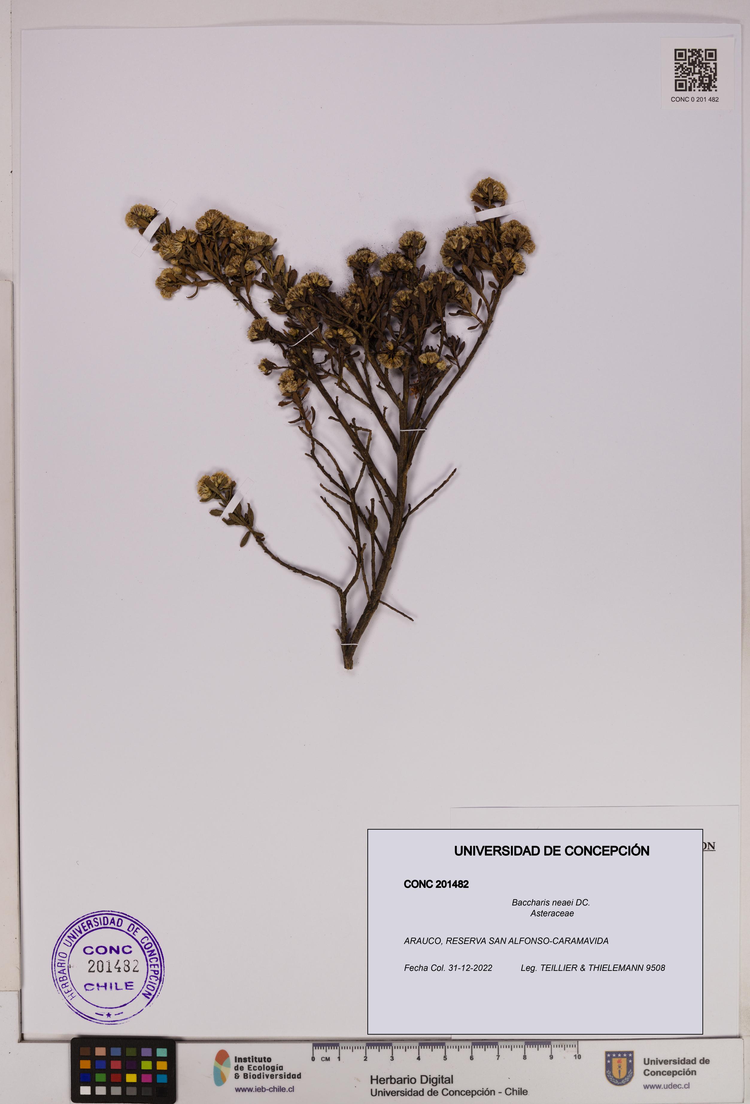Baccharis neaei [Espécimen: UDEC:CONC:0201482]