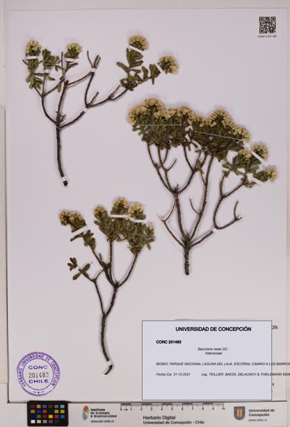Baccharis neaei [Espécimen: UDEC:CONC:0201483]