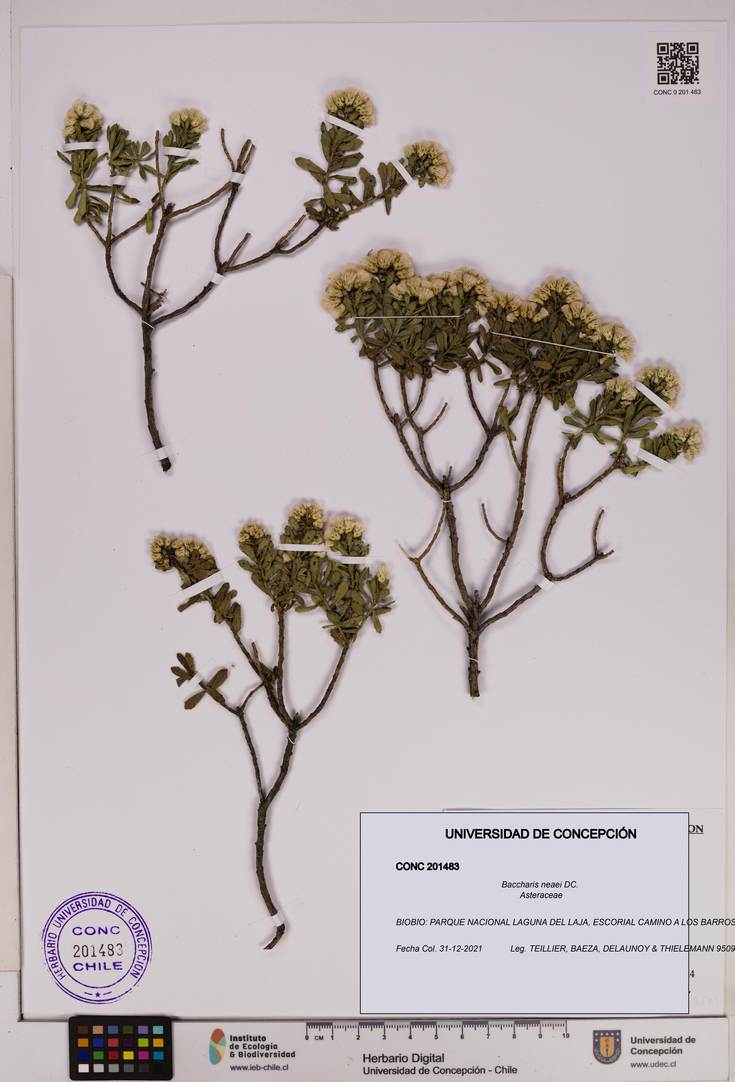 Baccharis neaei [Espécimen: UDEC:CONC:0201483]