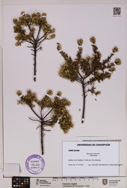 Baccharis neaei [Espécimen: UDEC:CONC:0201484]