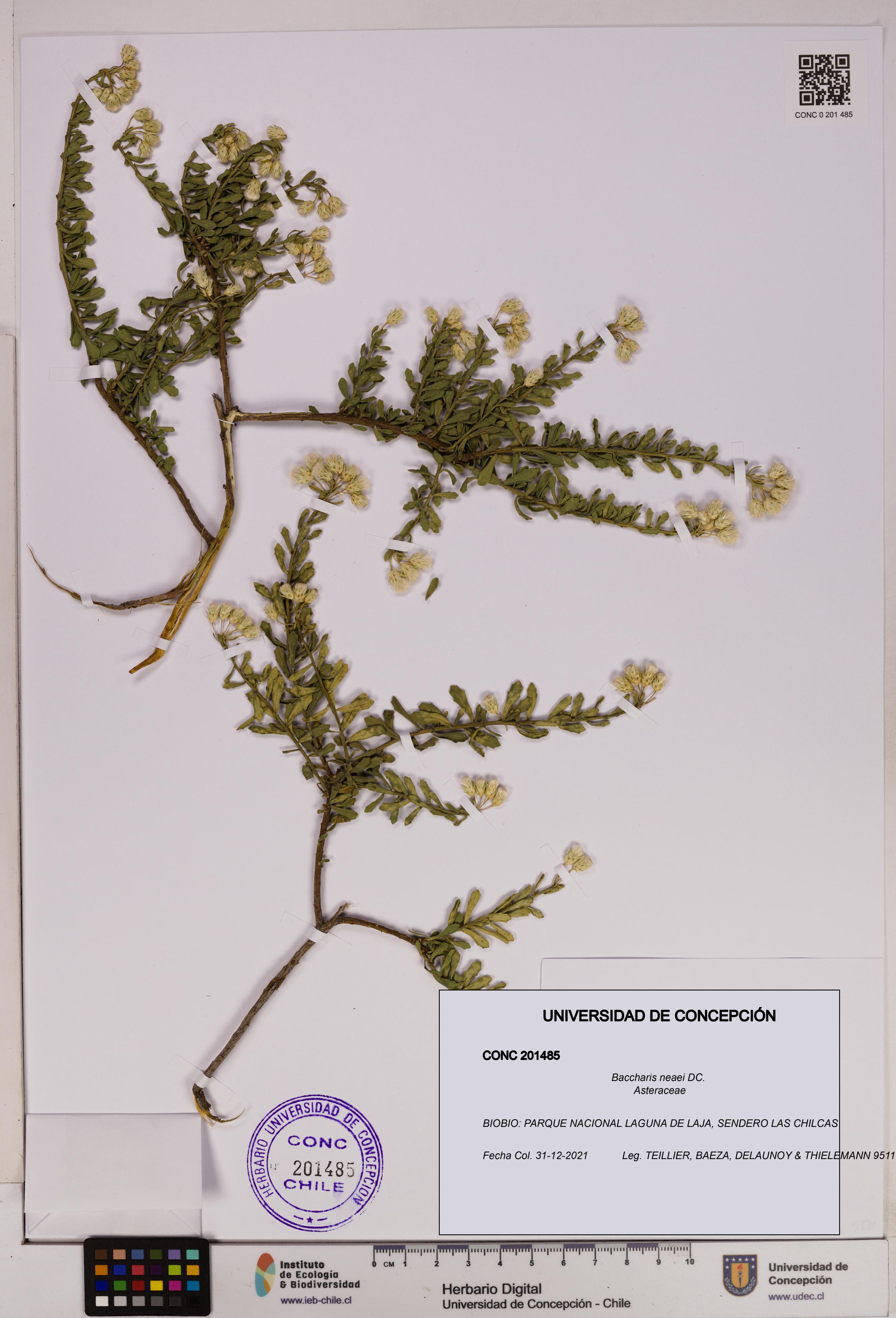 Baccharis neaei [Espécimen: UDEC:CONC:0201485]