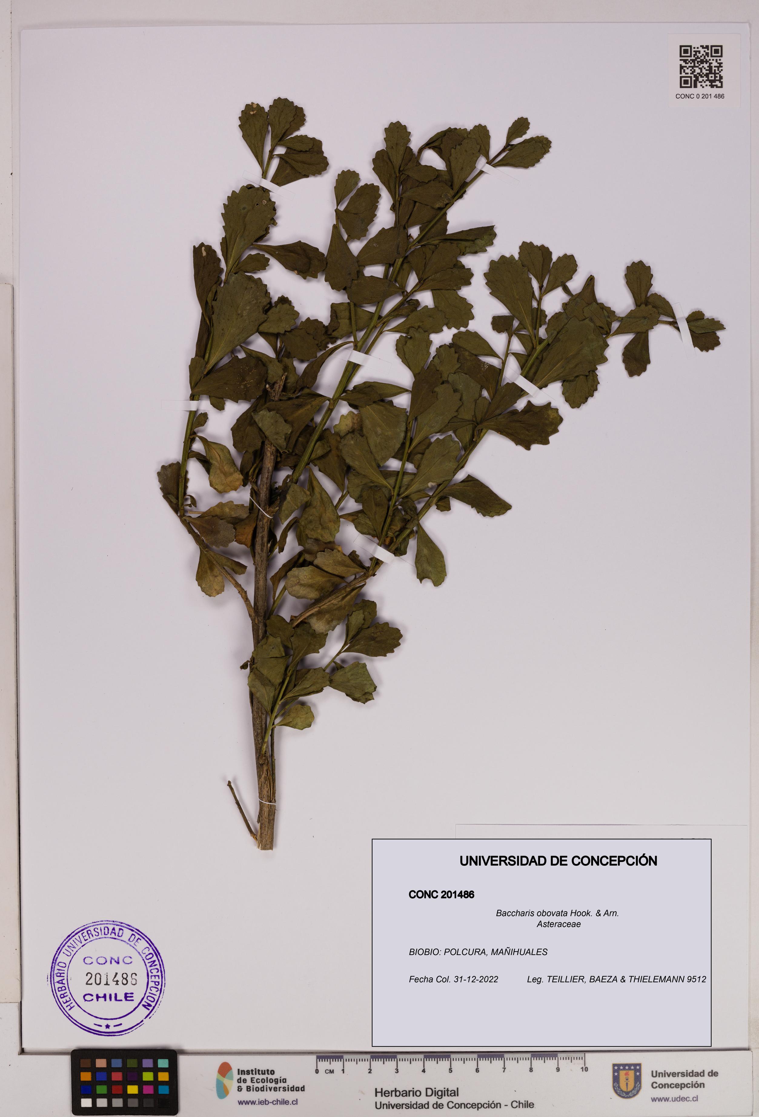 Baccharis obovata [Espécimen: UDEC:CONC:0201486]