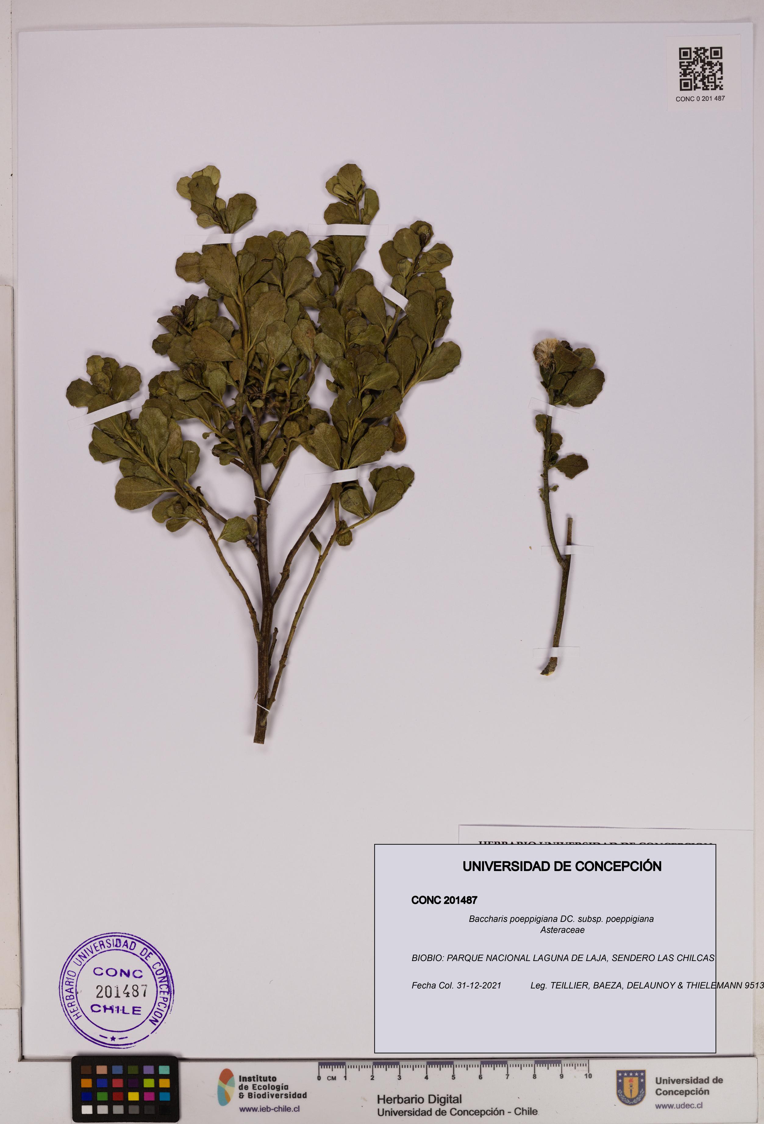 Baccharis poeppigiana subsp. poeppigiana [Espécimen: UDEC:CONC:0201487]